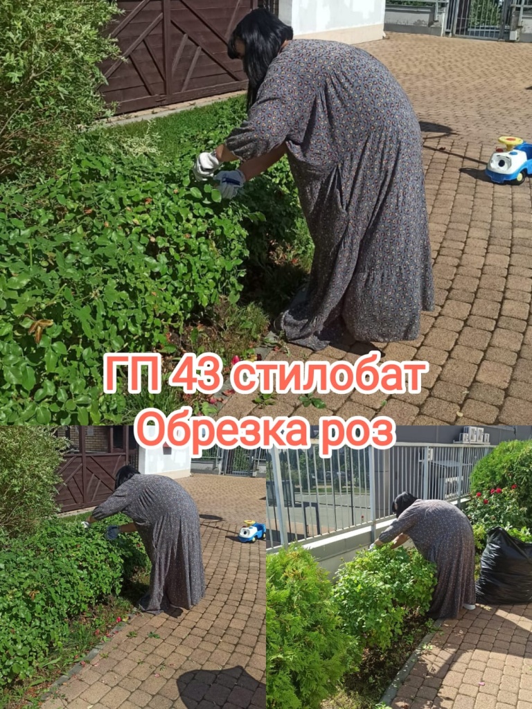 150725_ГП43_обрезка роз.jpg 150725_ГП43_обрезка роз.jpg