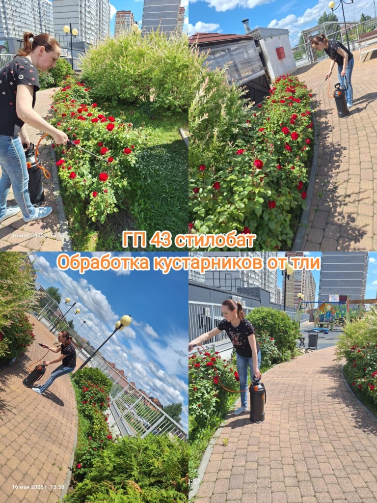 160525_ГП43_стилобат_обработка от тли.jpg